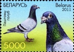 Carrier Pigeon (Columba livia forma domestica)