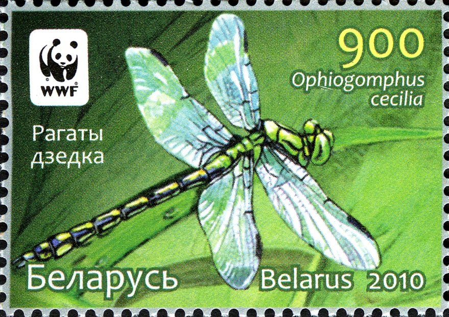 Green Club-tailed Dragonfly (Ophiogomphus cecilia)