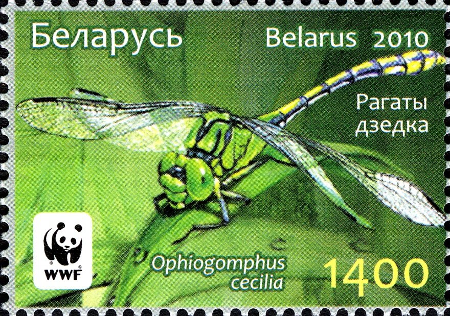 Green Club-tailed Dragonfly (Ophiogomphus cecilia)