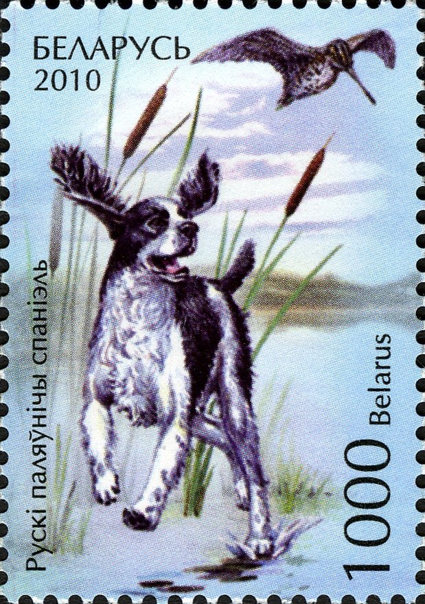 Russian Spaniel (Canis lupus familiaris)