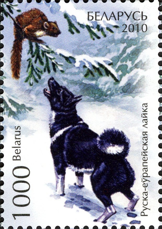Siberian Laika (Canis lupus familiaris)