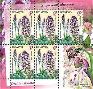Mini Sheet, Orchis ustulata, Belarus,  , Flowers, Orchids