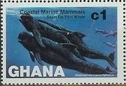 Short-finned Pilot Whale (Globicephala macrorhyncha)