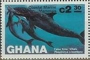 False Killer Whale (Pseudorca crassidens)