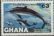 Spinner Dolphin (Stenella longirostris)