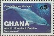 Atlantic Humpbacked Dolphin (Sousa teuszii)