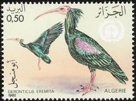 Northern Bald Ibis (Geronticus eremita)