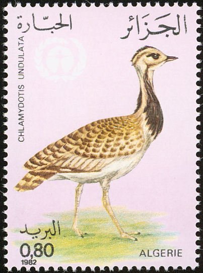Houbara Bustard (Chlamydotis undulata)