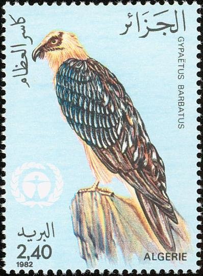 Bearded Vulture (Gypaetus barbatus)