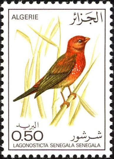 Red-billed Firefinch (Lagonosticta senegala senegala)