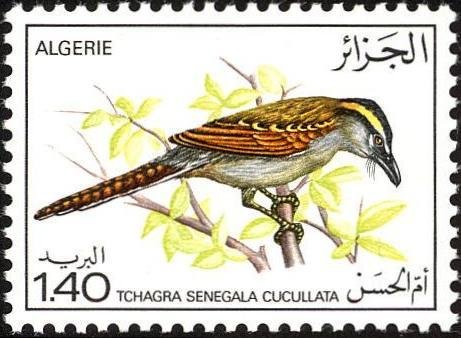 Black-crowned Tchagra (Tchagra senegala cucullata)