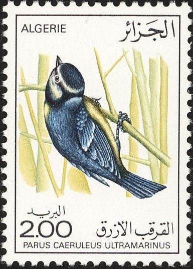 African Blue Tit (Parus caeruleus ultramarinus)