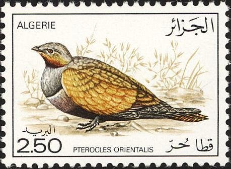 Black-bellied Sandgrouse (Pterocles orientalis) 