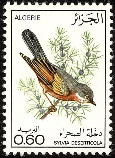 Tristram's Warbler (Sylvia deserticola)