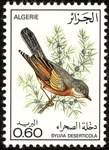 Stamp, Tristram's Warbler (Sylvia deserticola), Algeria,  , Birds, Animals (Fauna)