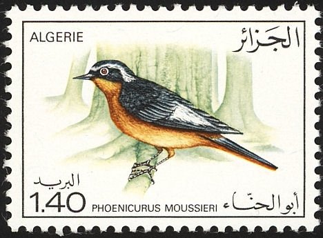 Moussier's Redstart (Phoenicurus moussieri)