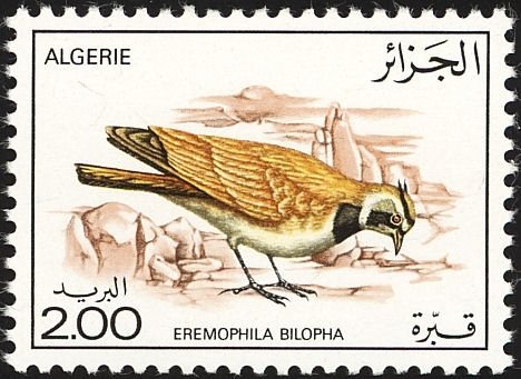 Temminck's Horned Lark (Eremophila bilopha)
