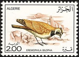 Stamp, Temminck's Horned Lark (Eremophila bilopha), Algeria,  , Birds, Animals (Fauna)