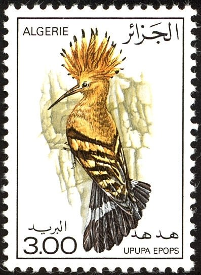 Eurasian Hoopoe (Upupa epops)