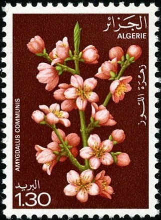 Almond