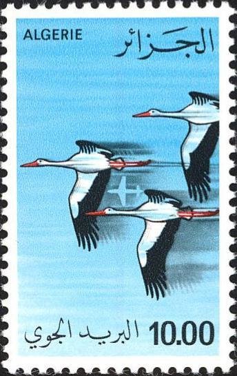 White Stork (Ciconia ciconia)