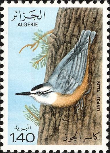 Wood Nuthatch (Sitta europaea)