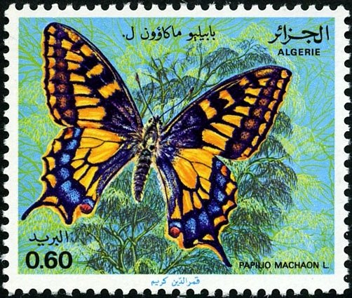 Swallowtail (Papilio machaon)
