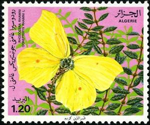 Stamp, Brimstone (Gonopteryx rhamni), Algeria,  , Butterflies