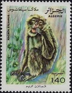 Barbary Macaque (Macaca sylvanus)