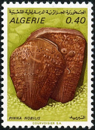 Pen Shell (Pinna nobilis)