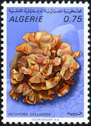 Neptune's Sleeve (Retepora cellulosa)