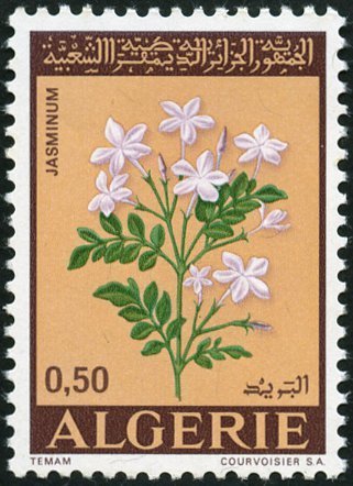 Flowers- Jasminum