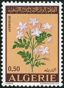 Stamp, Flowers- Jasminum, Algeria,  , Flowers