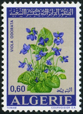 Flowers- Violet