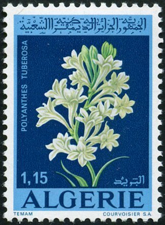 Flowers- Polyanthes tuberosa