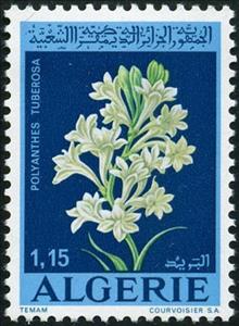 Stamp, Flowers- Polyanthes tuberosa, Algeria,  , Flowers