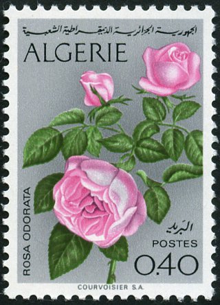 Rosa odorata