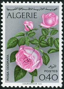 Stamp, Rosa odorata, Algeria,  , Flowers, Roses, Plants (Flora)