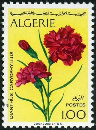 Dianthus caryophyllus