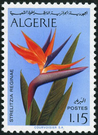 Strelitzia reginae