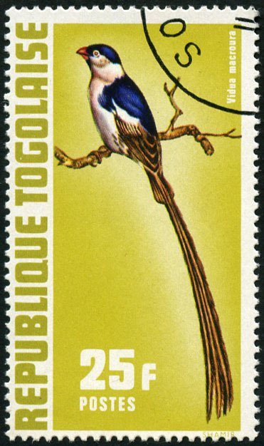 Pin-tailed Whydah (Vidua macroura)
