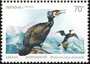 Stamp, Common Shag (Phalacrocorax aristotelis), Ukraine,  , Birds