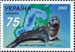 Caspian Seal (Phoca caspica)