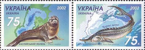 Caspian Seal (Phoca caspica), Black Sea Beluga (Huso huso po