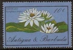 Water Lily