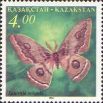 Moth (Saturnia schenki)