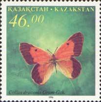 Butterfly (Colias draconis)