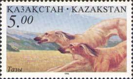 Kazakh Taza (Canis lupus familiaris)
