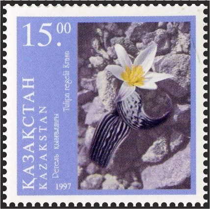 Tulipa regelii