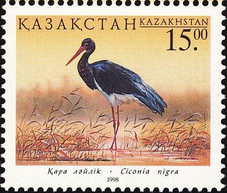 Black Stork (Ciconia nigra)